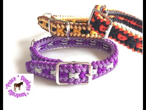 dog-collar