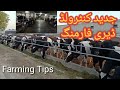 Controlled dairy farming in Pakistan|Controlled dairy shed||Most modern dairy farm in Punjab