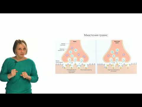 Физиология человека и животных. Нервно-мышечный синапс (Зыбина А. М.)