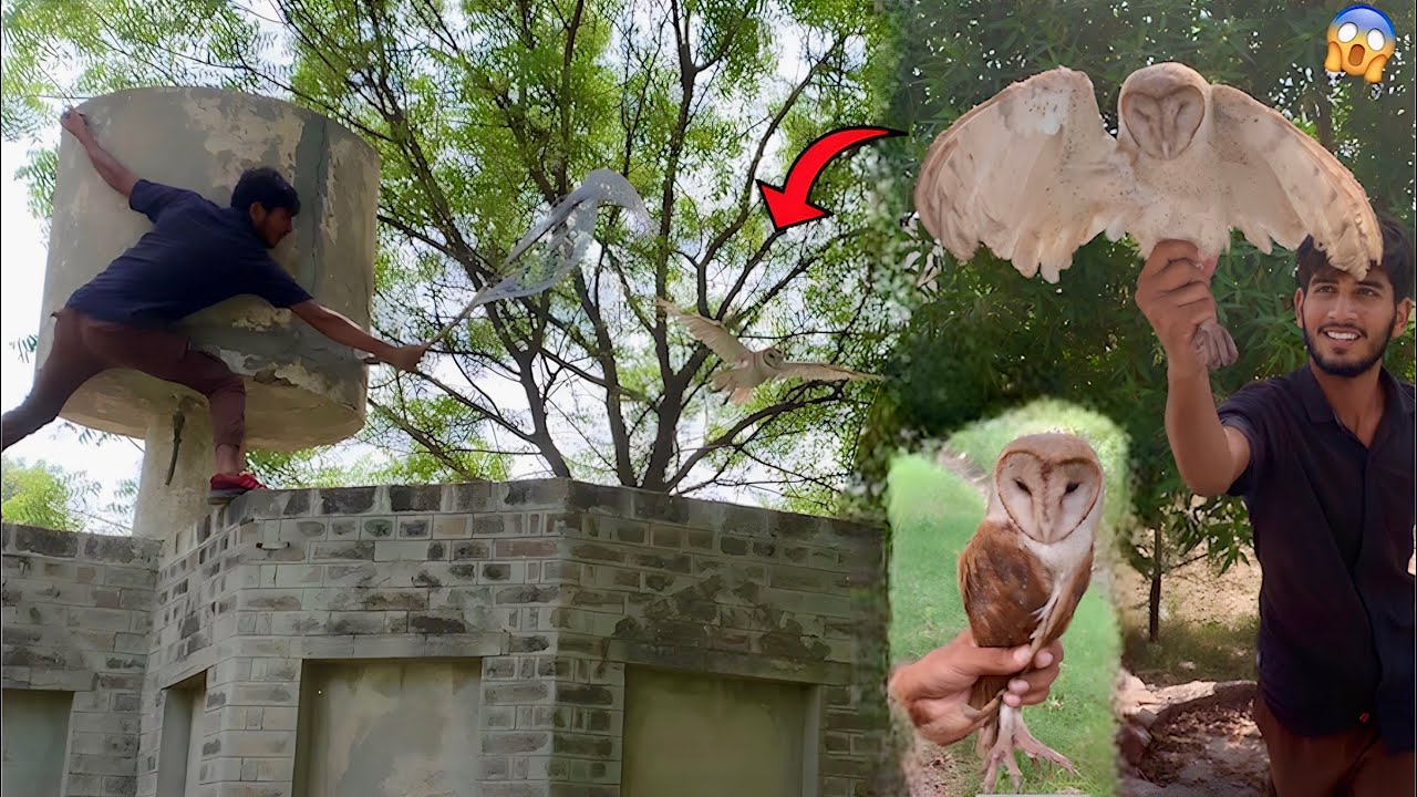 Aj Hum Ny Nayab Owl Ko Paker Liya😱||Hammad Pet House