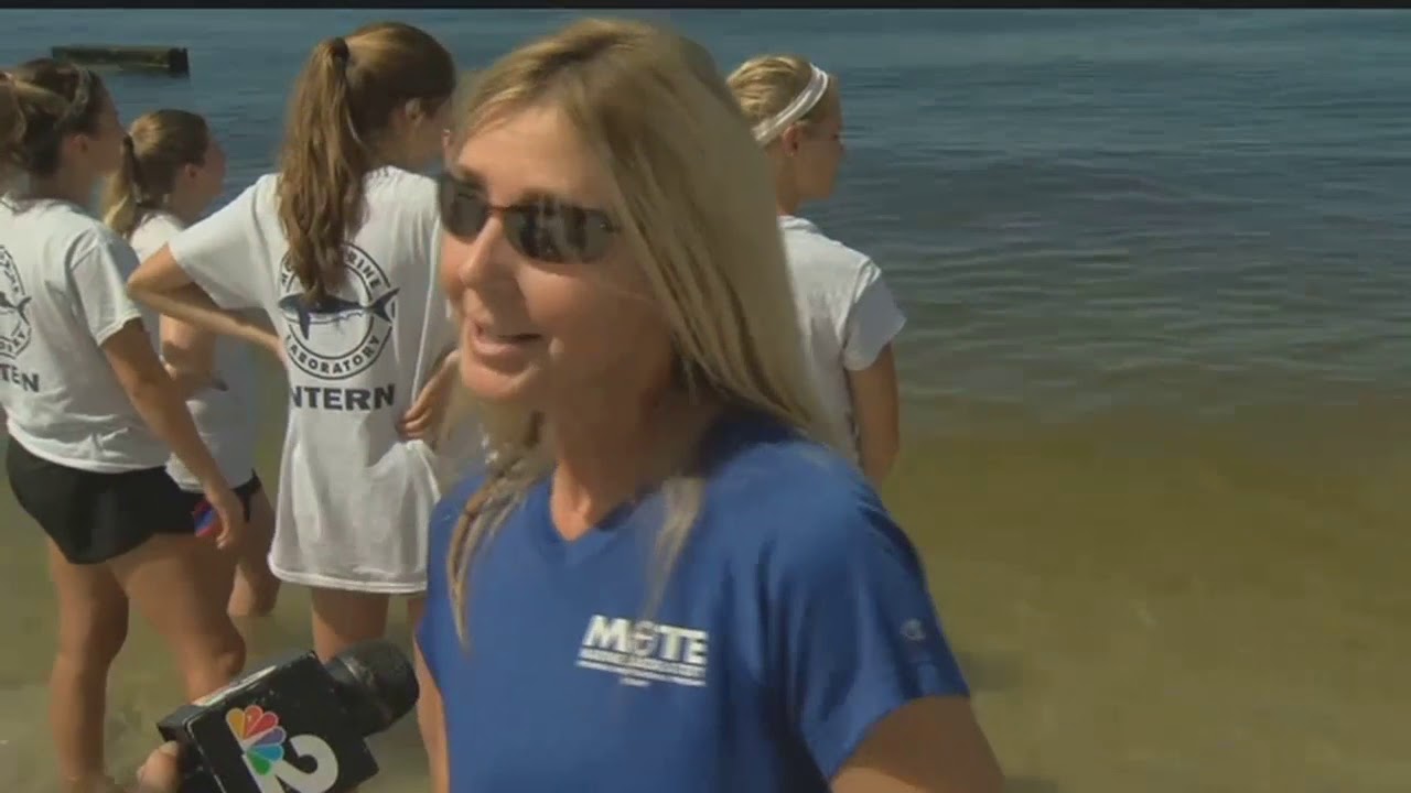 Sea turtles released on Vanderbilt Beach after being treated for red