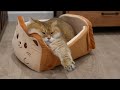 The new toastycat bread bed is here