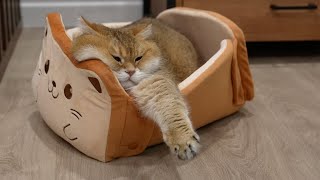 The new ToastyCat Bread Bed is here! by Hosico Cat 179,220 views 4 months ago 1 minute, 51 seconds