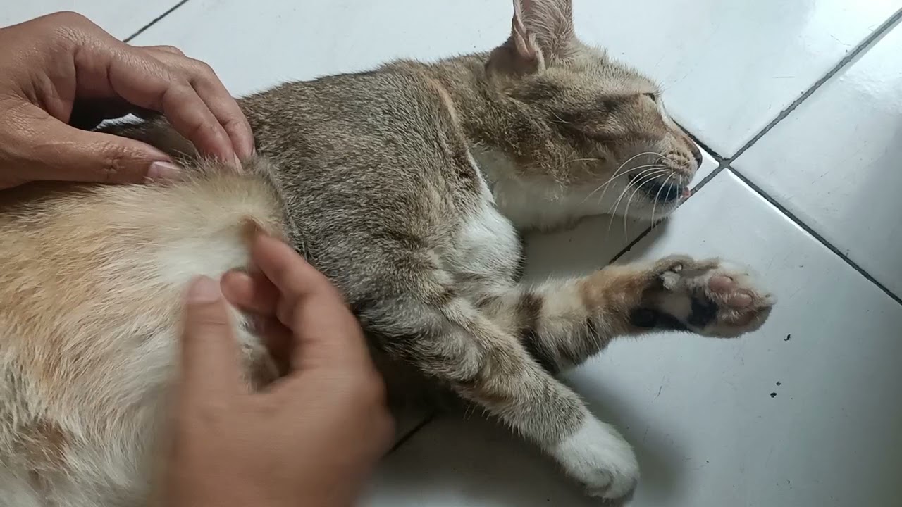 nyari kutu Mbk Siska @kucing @sarjonochannel4466