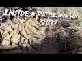 Inside a Rattlesnake Den 4K