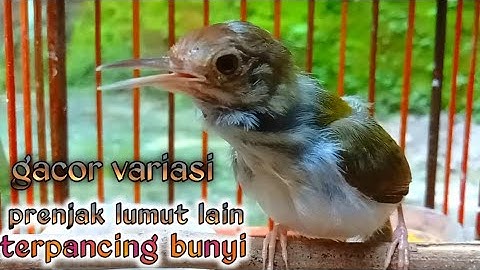 gacor variasi prenjak lumut lain terpancing berbunyi.