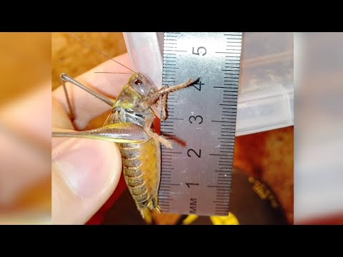Огромные кузнечики. Giant katydids wart-biter (Decticus verrucivorus).