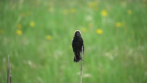 Bobolink Sings Out for Summer (and a mate)