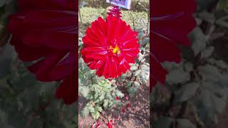 Bromor Koiyo Giya|Fakira Bengali Folk Song |Heart Touching Love Story|Fakira Video Song #joyguru 🤘