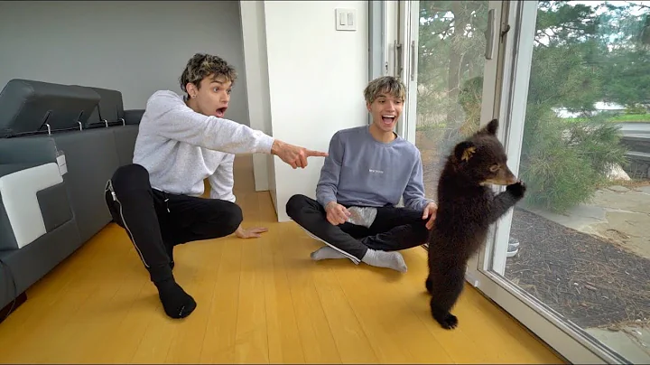 WE RESCUED LOST BABY BEARS!