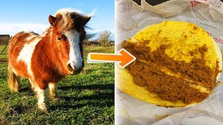 Things You MUST Know About Taco Bell!