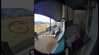 Dog Saves Family From Coyote Attack Caught On Ring Cam
