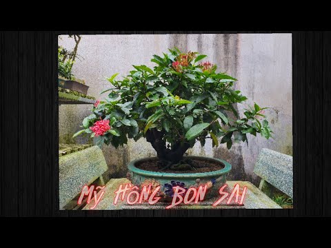 Video Review 4. Mỹ Hồng Bonsai, cây già, tàn đều đẹp - youtube