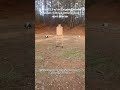 Sionics 12.5 w/an Exigent Defense Fireteam 5.56 &amp; an Atrius forced reset selector