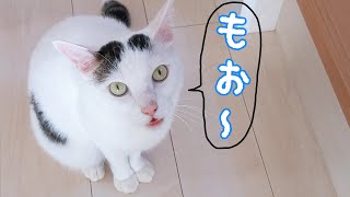 ママに文句を言ってくるお喋り猫