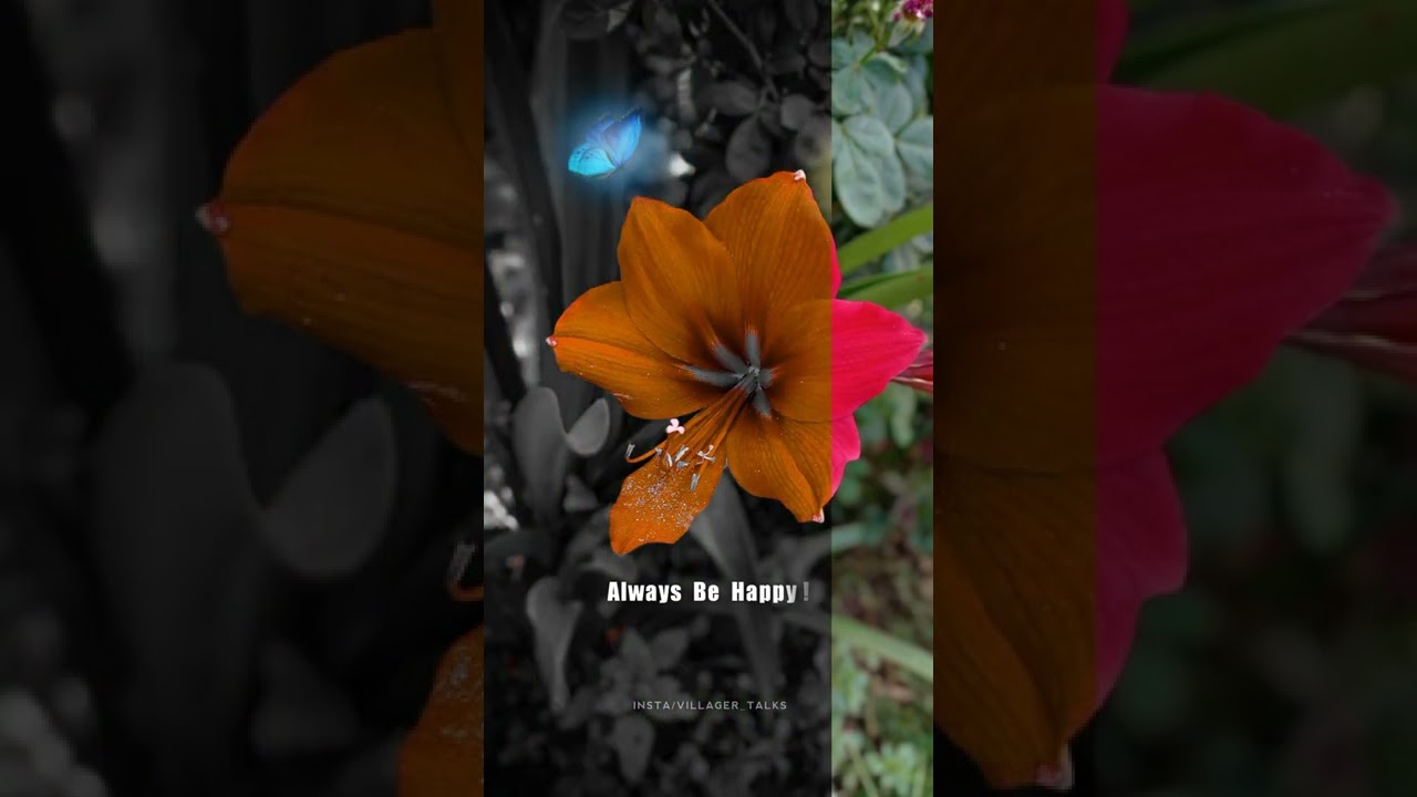 Nature photography | Lightroom Photo Editing | Picsart Photo Editing 