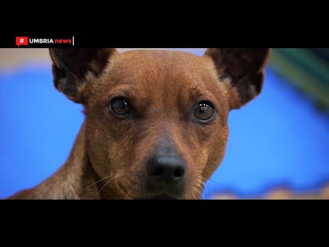 Video: Idroterapia Per Cani