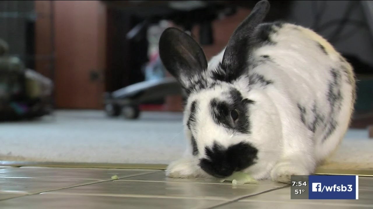 VIDEO House Rabbit Connection YouTube