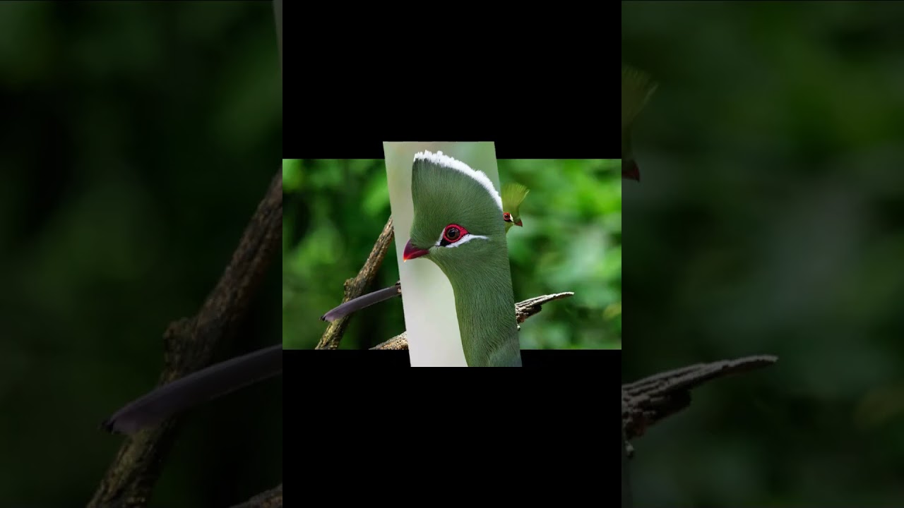 Турако левингстона