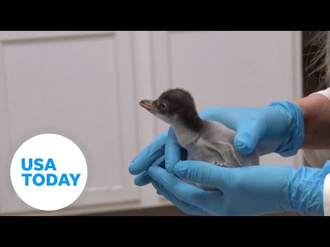 Cuteness alert! Fuzzy Gentoo penguin chick born at the Milwaukee Zoo | USA TODAY