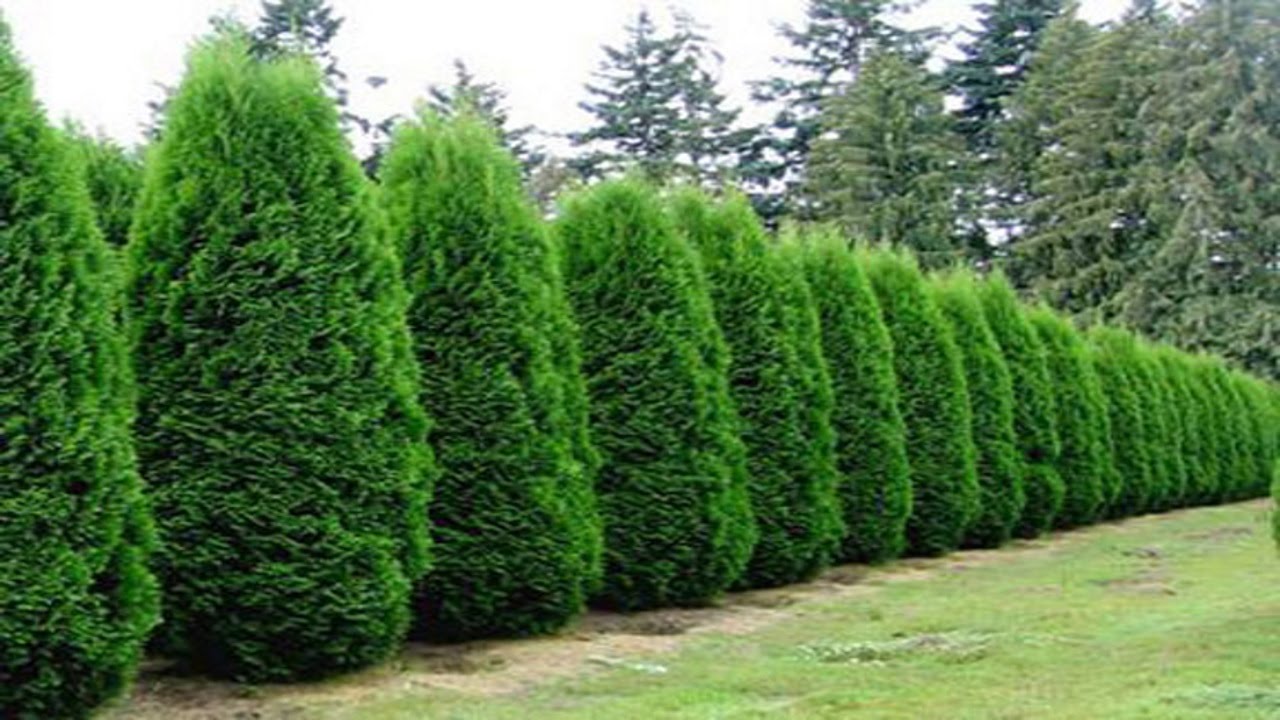 nigra arborvitae budded first time evergreen youtube