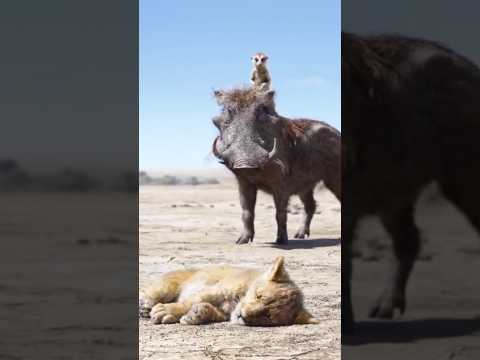 Funny...The lion king whatsapp full status...