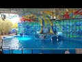 SeaWorld San Antonio: Dolphin and Beluga Show!