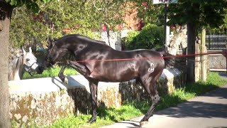 Caballo árabe negro