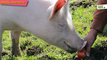 Was essen Schweine in der Natur?