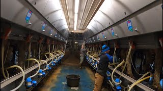 Milking cows on the Dairy Farm with our Alfi Milk double 13 parallel parlor