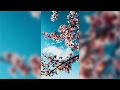 DEAN FUJIOKA - “Sakura” Lyric Video