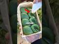 3 Little Things in Japan With Big Meaning ! #shorts