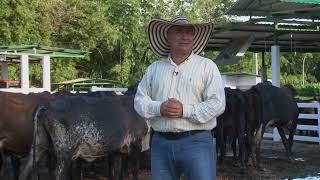 Ganadería Funcional Brahman, Gyr y Gyrolando Criadero La Comarca - Campo - Mundo del Campo