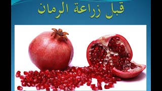 قبل ان تزرع الرمان معلومات مهمة يجب معرفتها