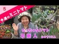 プランターで作るミニトマト05ベランダでも簡単ぐるぐる仕立て /ちっちゃなトマト
