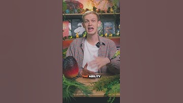 How Birds Evolved? | #dinosaurs #dinosaur #dinomachine #interestingfacts