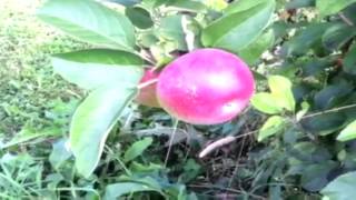 Apple picking season begins early
