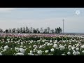 Flowers farm vlog