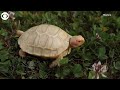 Rare Albino Giant Tortoise Is First to Hatch in Captivity