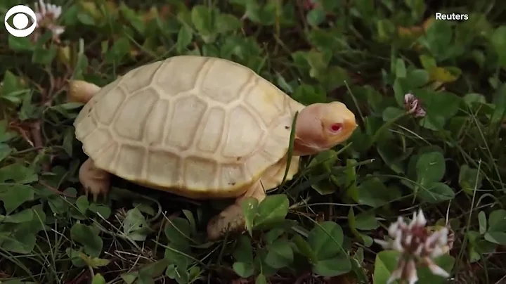 Rare Albino Giant Tortoise Is First to Hatch in Captivity - DayDayNews