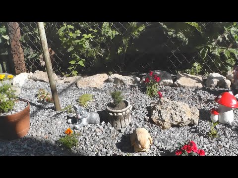 Video: Sukkulenter i en steinhage: Planting av en steinhage med sukkulenter