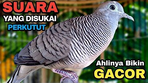 Perkutut Lokal Gacor Suara Paling Ampuh Untuk Pancingan Burung Perkutut Agar Bunyi.
