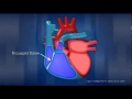 Как работает сердце человека