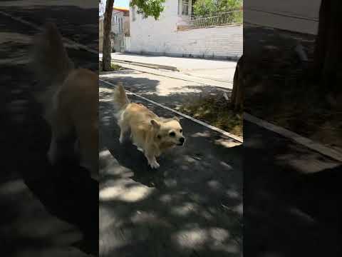 وقتی واسه پانی آهنگ محسن لرستانی میزارم سرعتش بیشتر میشه