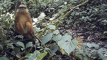 Mitred leaf monkey