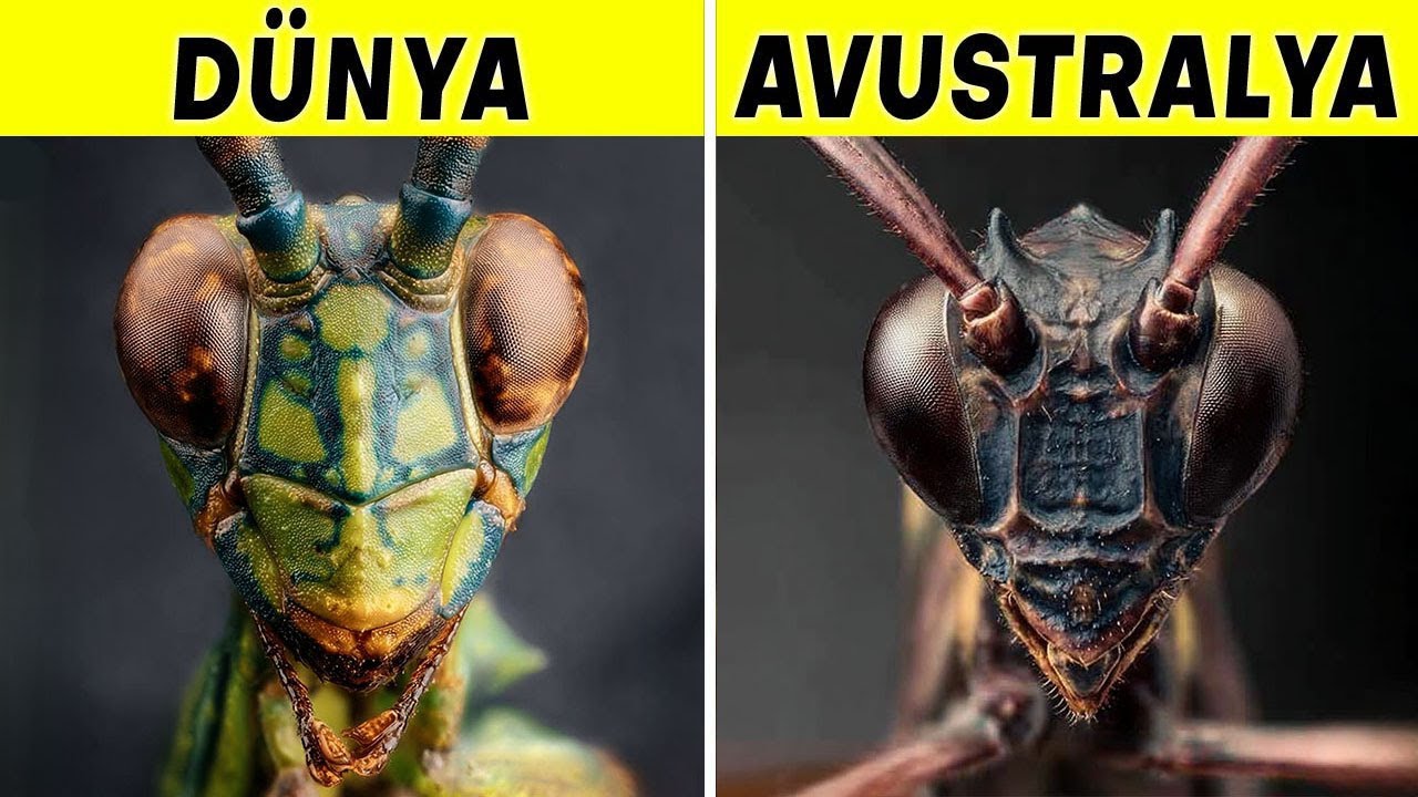 Avustralya, Neden Sıradan Hayvanları Canavarlara Dönüştürüyor?