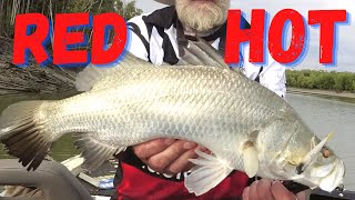 Shoal Bay Barra & MudCrabs Awesome fishing action NT