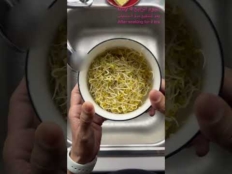 الطريقة الصحيحة لتجهيز براعم الحلبة أو برعمة أي حبوب بقوليات للأكل بشكل صحيح وصحي