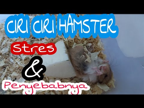 Ciri-ciri hamster stres dan penyebabnya