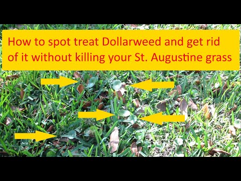 วีดีโอ: ฆ่า Dollar Weed: เคล็ดลับในการกำจัด Dollar Weed